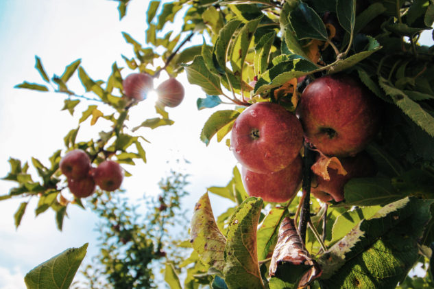 apple-apple-tree-apples_sofbey